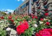 Roses For Sale Diamond Fresh Farmers Market