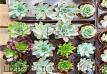 Succulent For Sale Diamond Fresh Farmers Market 2